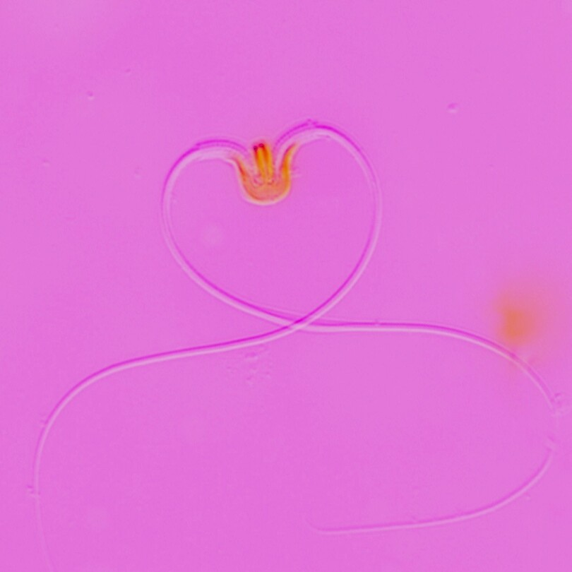EwelinaBolcunF's tweet photo. #ReproBioArt 2026: Where science becomes art. Explore incredible images from reproductive biology research. Beauty and discovery in every pixel. https://t.co/N5DzKPDYBh https://t.co/jAZoJXejxs