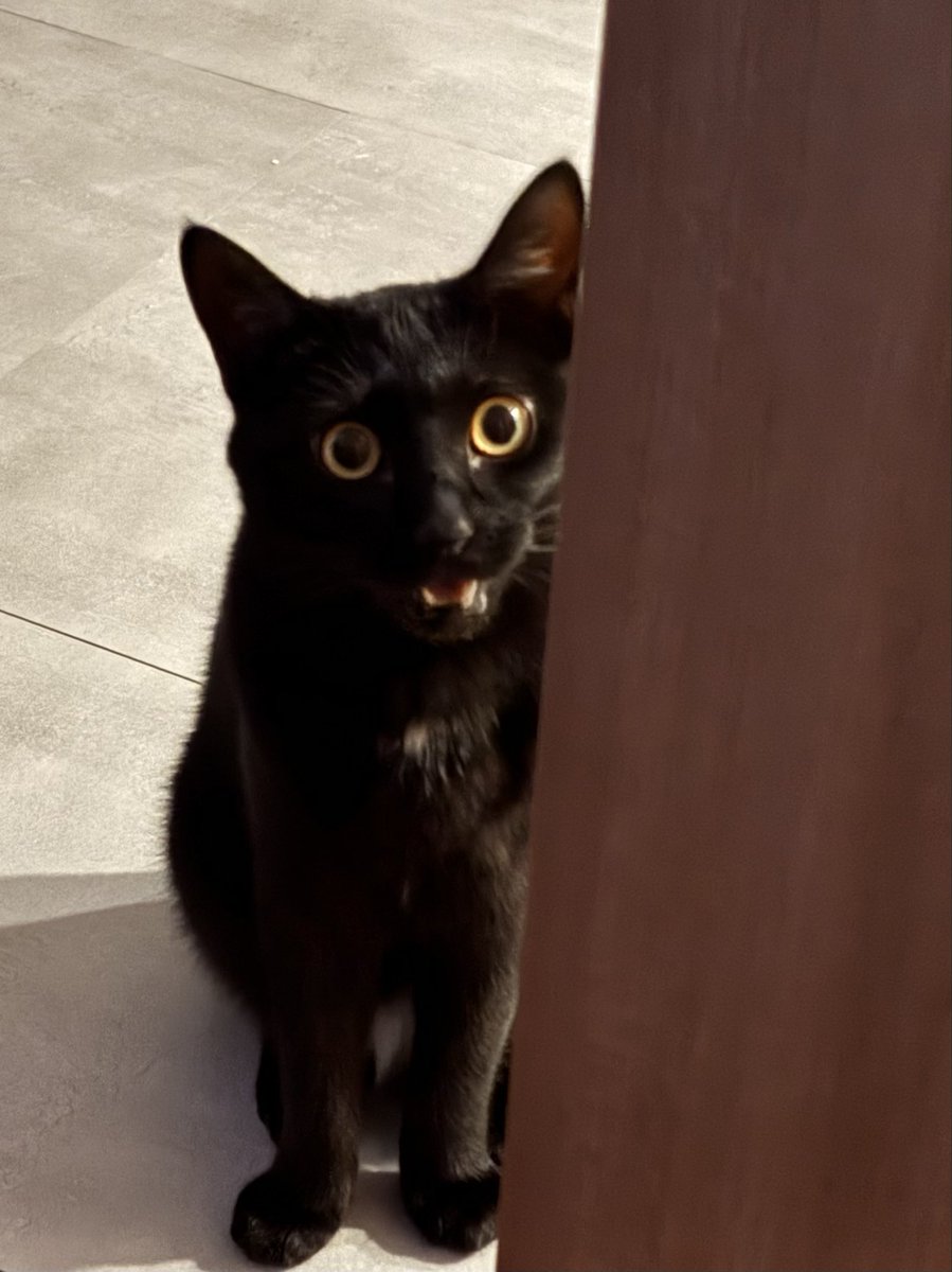 nyaa_go's tweet photo. おやつの時間を知らせる猫 https://t.co/soEdtvDaXp