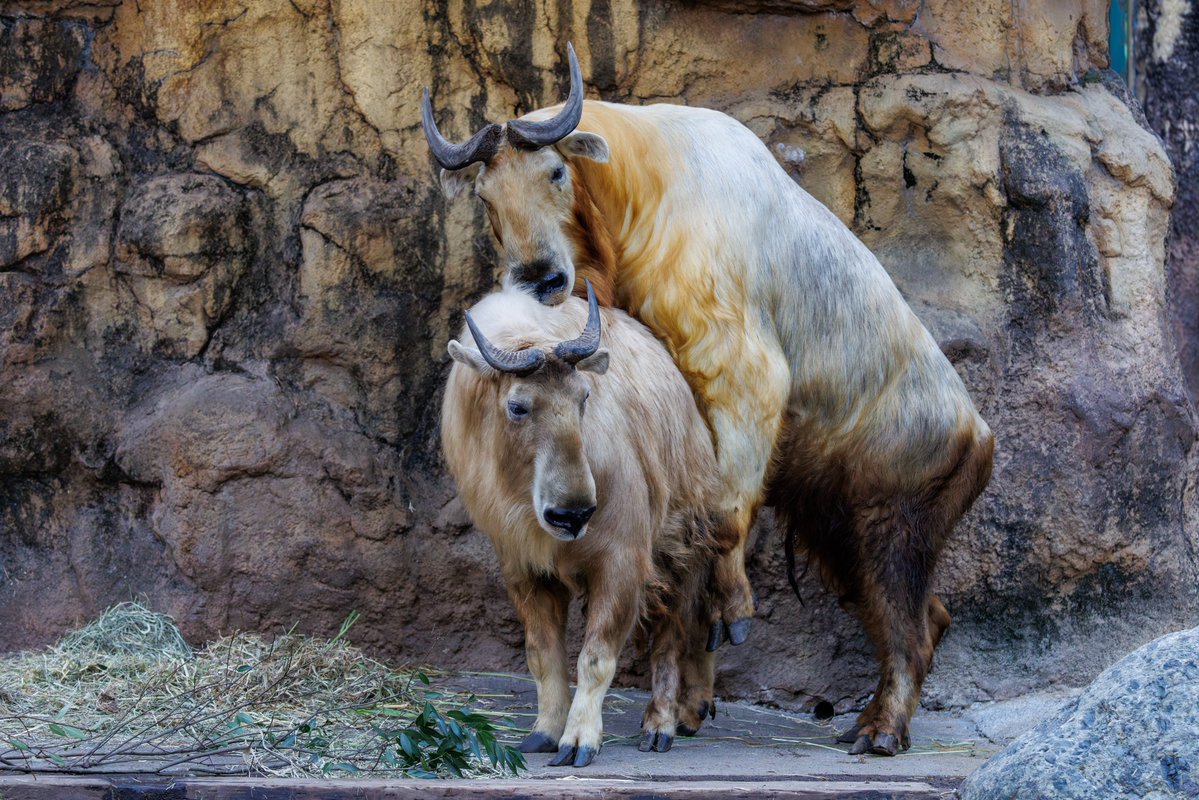 hiro107tw's tweet photo. ハマとナズナ、おめでとう🎉
(↓つづく)
#多摩動物公園 https://t.co/nyc63shzYr