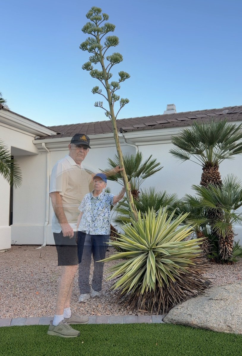 harvardheinous's tweet photo. Spanish dagger's bloom stalk, relative to my folks… https://t.co/8r1bVx3kIB