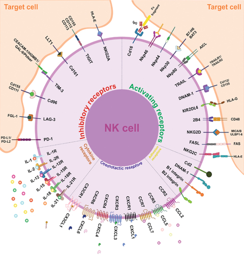 LabWaggoner's tweet photo. Review on NK cell-based immunotherapy
https://t.co/Mz8XbUgZZP https://t.co/kG34BEY8vR