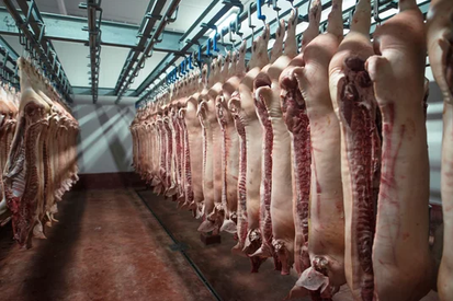 Agridemy's tweet photo. Pork  processing involves the slaughtering of pigs and modification of pig  meat into different products and forms for human consumption and for  industrial application. A  modern pork processing system is made up of two key parts: 1. Pig  Slaughter Line 2. Carcass Finishing. Each of these two key parts contain  several sub-systems which all work together to accomplish the end product of the overall system.