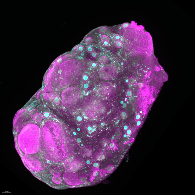 EwelinaBolcunF's tweet photo. #ReproBioArt 2026: Where science becomes art. Explore incredible images from reproductive biology research. Beauty and discovery in every pixel. https://t.co/3tMuB7mkBO https://t.co/YoSkt0qy4J