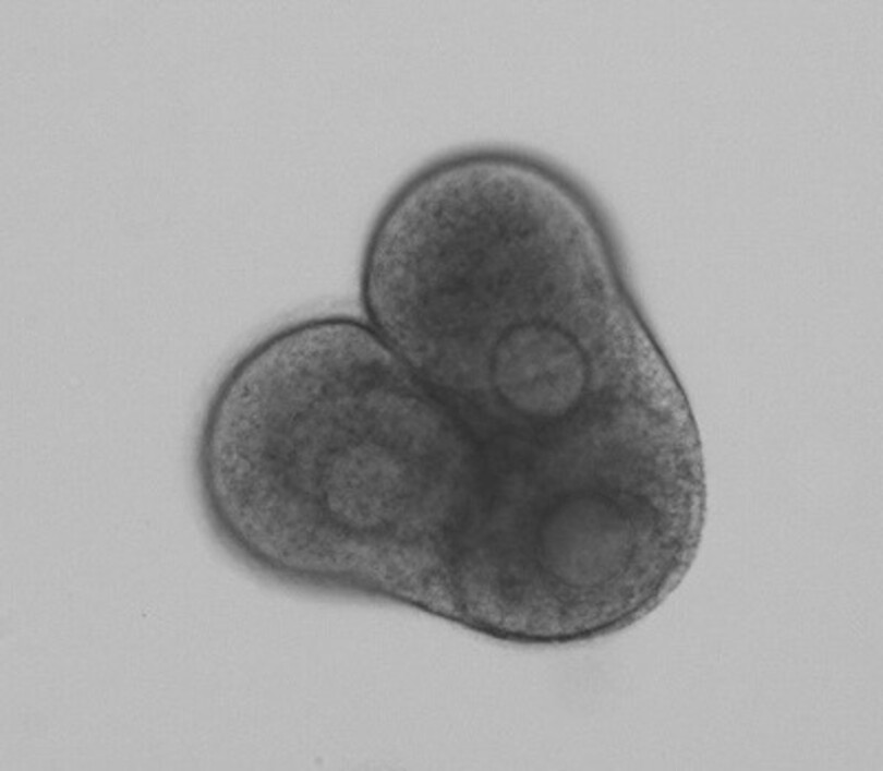 EwelinaBolcunF's tweet photo. #ReproBioArt 2026: Where science becomes art. Explore incredible images from reproductive biology research. Beauty and discovery in every pixel. https://t.co/tPYgE9cUVi https://t.co/l86xCE3UE8