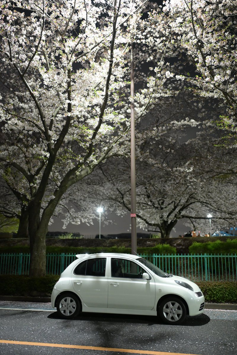 chatoracat_'s tweet photo. 大沢グラウンド通りの桜🌸
調布飛行場の脇✈
Z6III+Z35mm f1.2 S

#調布飛行場 #K12MARCH https://t.co/dQSVu7ca5B