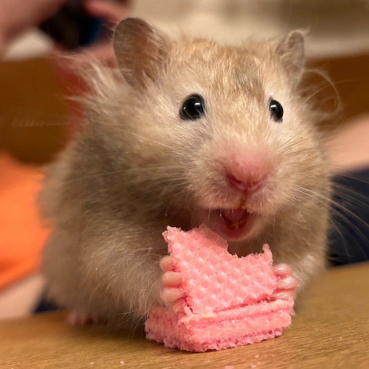 Post by ハムちゃん🐹 on X: ｳﾋｮｰ