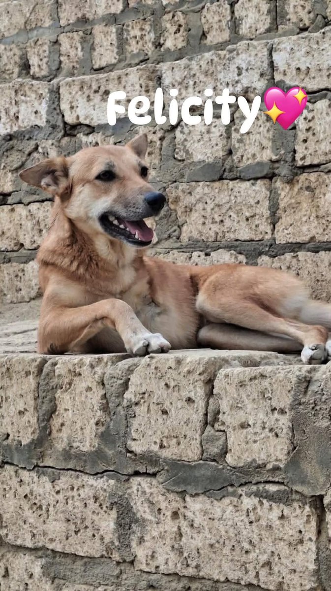 SCD_Rescue's tweet photo. ‼️HELP NEEDED FOR OUR EGYPT DOGS‼️

We are behind with our Egypt dog pensions and have been told our dogs will now not be given additional tick/worm treatments until we clear the debt. 

We cannot just travel them as they won’t let them leave until everything is paid. The longer they wait and don’t travel, the more the boarding costs stack up. 

We desperately need help with them and are stuck in a vicious circle with costs sadly 💔

Taking on the Egypt dogs has really financially affected the rescue and we have worked hard to travel as many as we can and we are now down to the final 3. We are no longer rescuing dogs in Egypt so we can focus on the final 3 we have ❤️‍🩹

Sadly there are so many in Egypt taking advantage of dogs needing help, prices are inflated and again it’s only the dogs who suffer💔

If anyone can spare £1 so we can put it towards paying some of the dogs pension off we would really appreciate it 

Please use Ref: EGYPT if you can help😔💔

Bank and PayPal Details

https://t.co/gE53QnoSCO

Bank details:

Name: Second Chance Dog Rescue CIC
Account Number: 53479449
Sort Code: 608371

Thank you so much everyone who helps us support the Egypt dogs ❤️‍🩹❤️‍🩹❤️‍🩹
