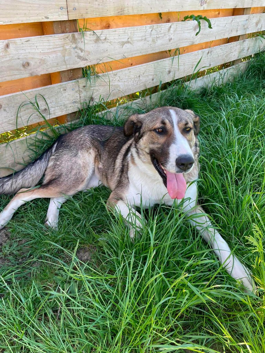 rescuedoggypaws's tweet photo. Blanca’s dream home:
Could live with a calm dog friend
Children 10+
Medium garden preferred
https://t.co/Dd3UguYxDZ
Based in #WORCESTERSHIRE
#Staffordshire #Oxfordshire #Leicestershire #Birmingham #Oadby #Stratford #Oxford #Malvern #Solihull https://t.co/c7teHOLrzT