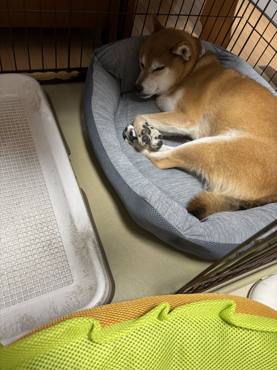 totchan1's tweet photo. お行儀良いあんよ🐾
#柴犬 #赤柴 #クールベッド #あんよ可愛い https://t.co/sV3k65L74N