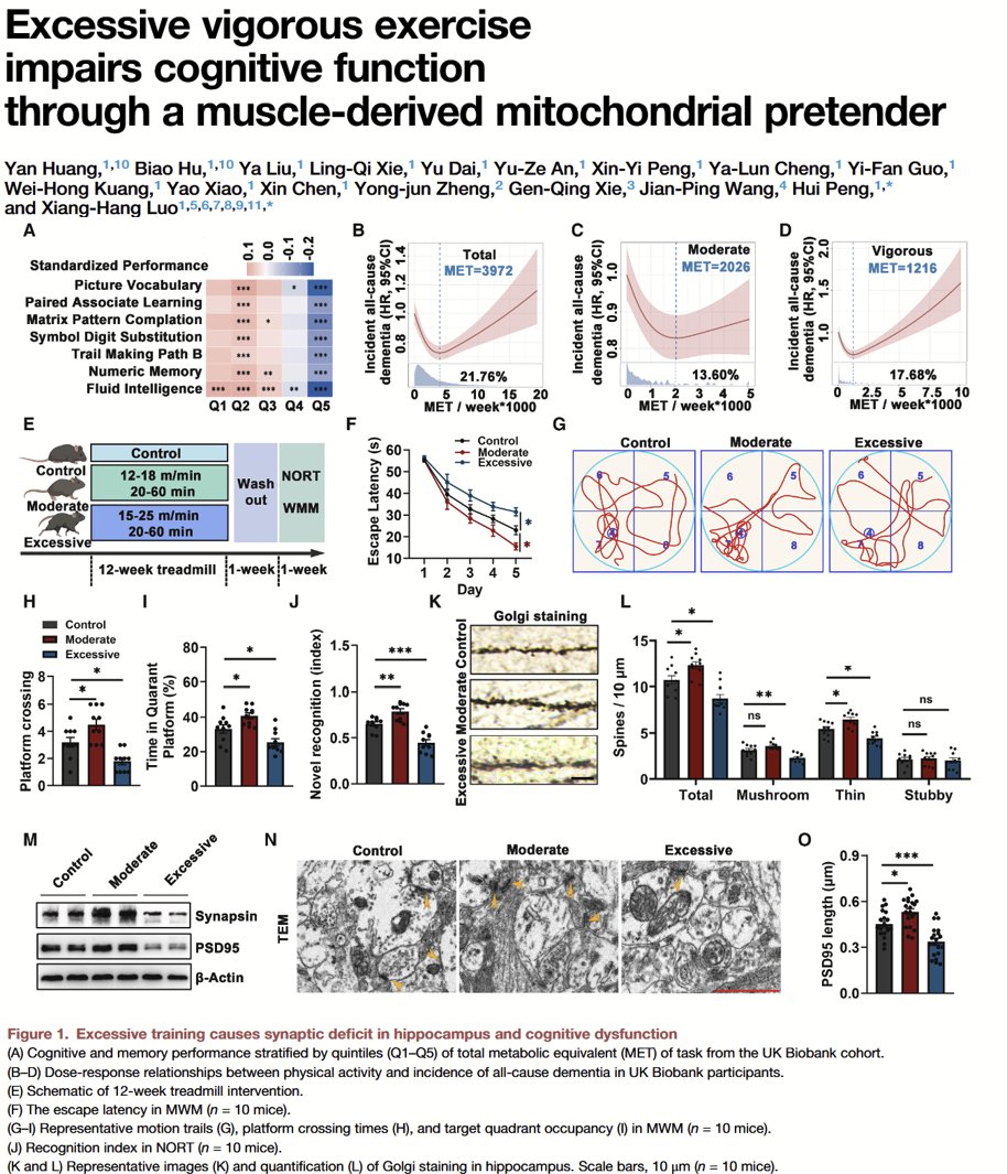 SatchinPanda's tweet photo. Can too much exercise harm the brain?
This study suggests that excessive vigorous exercise triggers muscle-derived mitochondrial vesicles that travel to the hippocampus, disrupt synaptic energy supply, and impair cognition.
The findings reveal a surprising muscle-to-brain pathway linking overtraining to memory and cognitive decline—and suggest that more exercise isn't always better. #Overtraining #Mitochondria #Cognition @WuTsaiAlliance 
https://t.co/u6wnOCDT5g