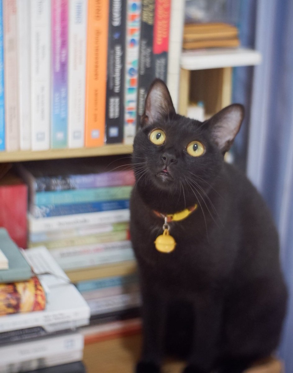 readandpaws's tweet photo. อยากเปิดห้องสมุด แล้วให้แมวเป็นบรรณารักษ์ ที่นอนทั้งวันบนชั้นหนังสือแทรกอยู่ตามชั้นนั้นชั้นนี้ ถามหาหนังสือก็ไม่รู้ๆ หนูจะนอน https://t.co/pEdGy11KYh