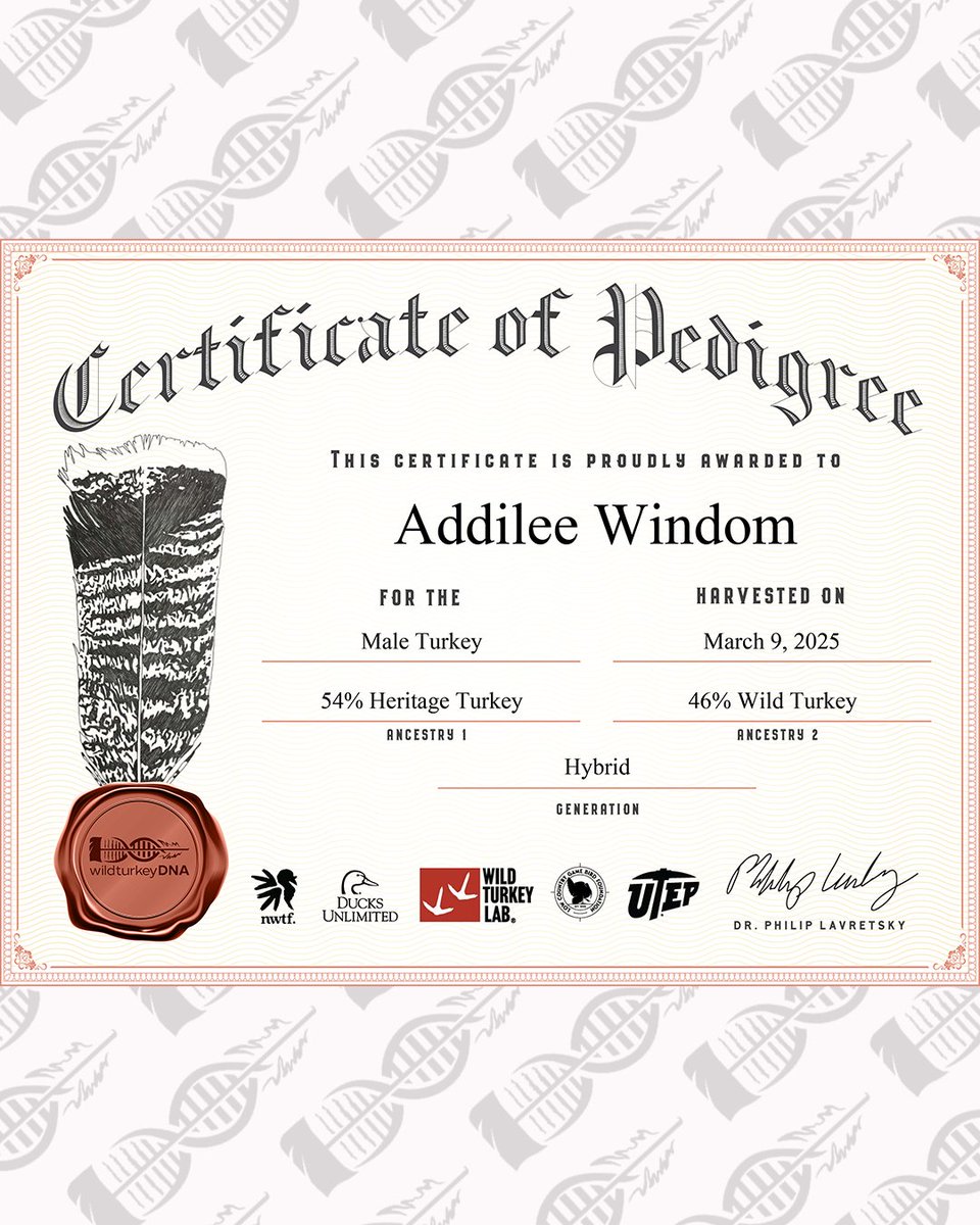 wildturkeyDNA's tweet photo. When Addilee harvested this turkey last spring in Mississippi, wildturkeyDNA had not even launched – we were several weeks from having kits available to send to hunters! But we saw images of Addilee’s bird and reached out to see if we could obtain a sample for genetic testing. https://t.co/HbRIRaQYgQ