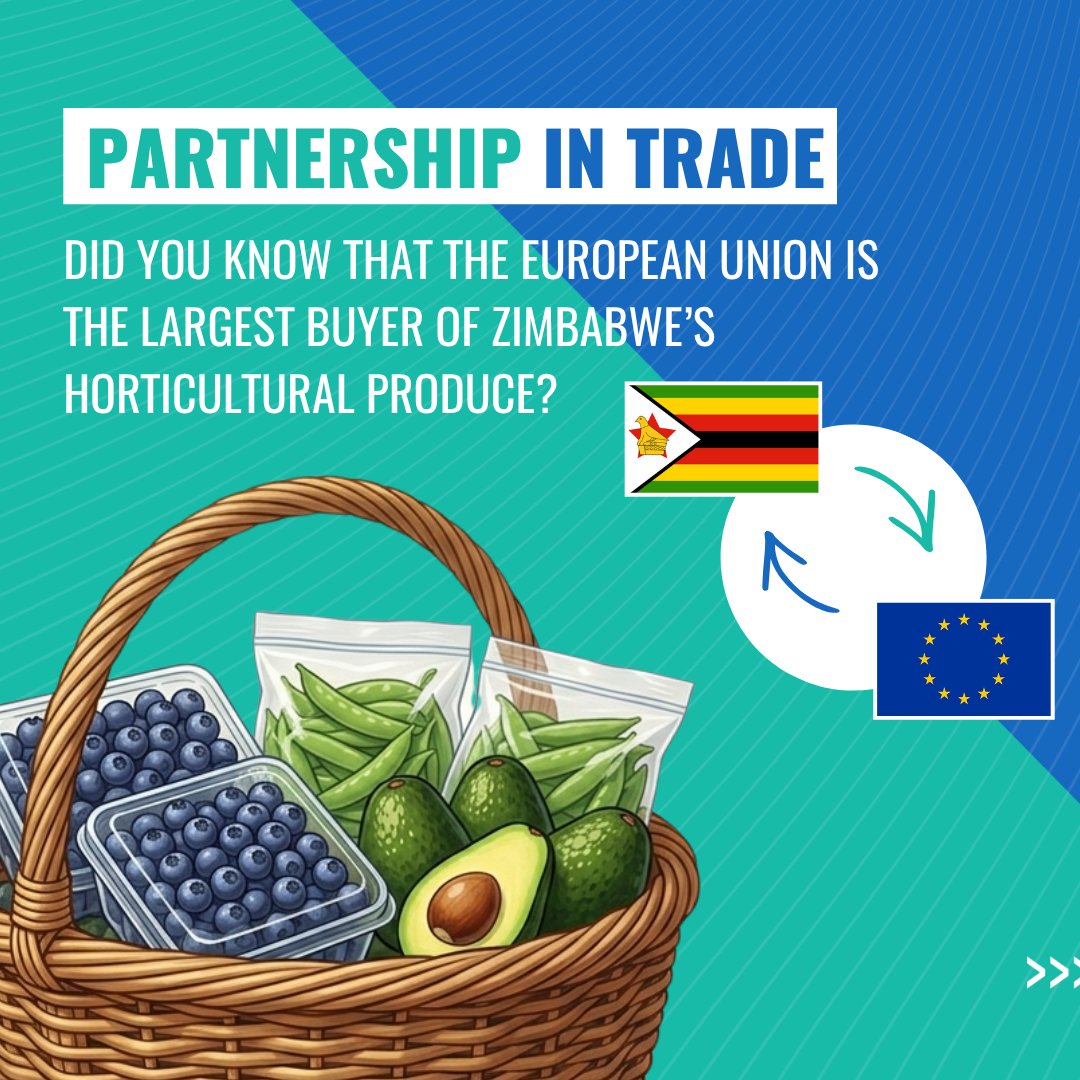 euinzim's tweet photo. 🗞️IN THE NEWS!📰

"Blueberry, a globally acclaimed superfood, has been  Zimbabwe’s fastest-growing export crop since 2018 and is well-known for  precision farming in frost-free zones." 

Read more in @HeraldZimbabwe article:  https://t.co/Caps04iCqY

#EUinZim🇪🇺🇿🇼 #Trade #Horticulture #EPA