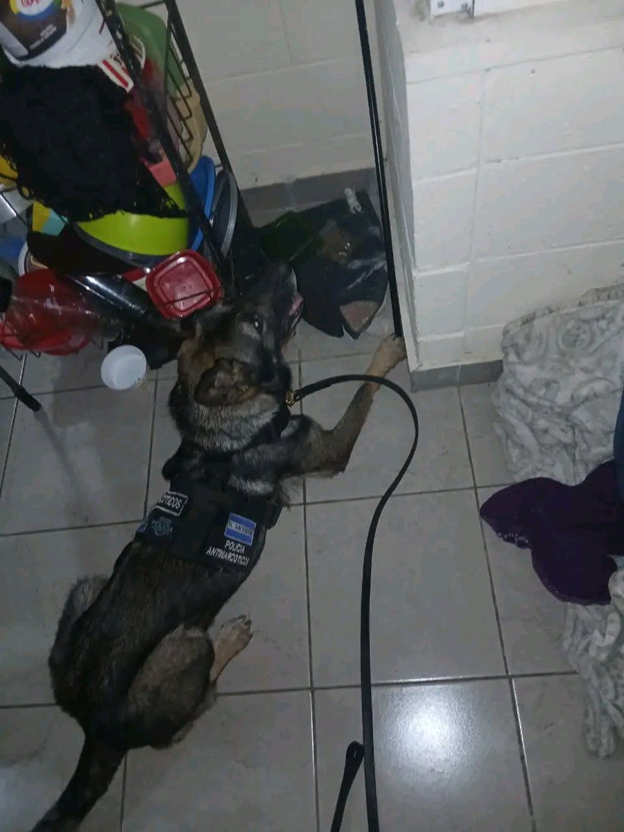 MundoDigitalSV1's tweet photo. MENOR ES DETENIDO CON DROGA DURANTE REGISTRO DOMICILIARIO

🚔 Un adolescente de 14 años fue capturado en flagrancia por agentes de la PNC durante un registro en su vivienda.

Según las autoridades, al menor le encontraron 12 bolsas con marihuana, con un peso aproximado de 34.5 gramos cada una, además de dos bolsas con droga sintética que totalizaban 2.4 gramos. Será procesado por el delito de tráfico ilícito.