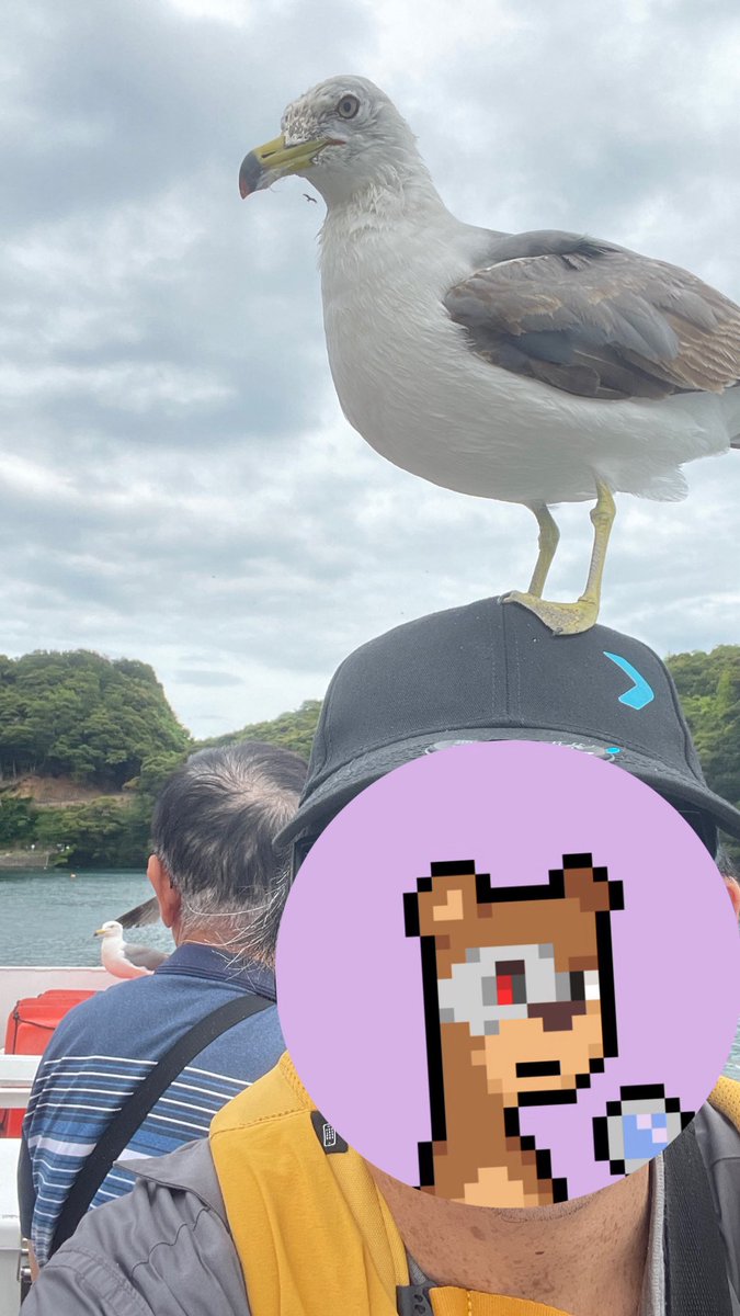 zhenpk's tweet photo. 超好玩的餵食海鷗，戴上@bitget 周邊。
被海鷗站立近分鐘。

明明是幣圈帳號，發文證明自己還活著。
日本還有什麼伴手禮可以買行李箱還很空。
#日本 #京都 https://t.co/EPYxV5668y