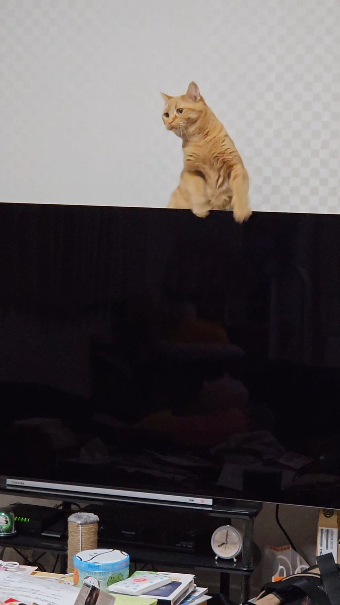 moeka0222's tweet photo. 薄型テレビから落下しかけた猫さま思い出した。 https://t.co/1aKpwhT4sc