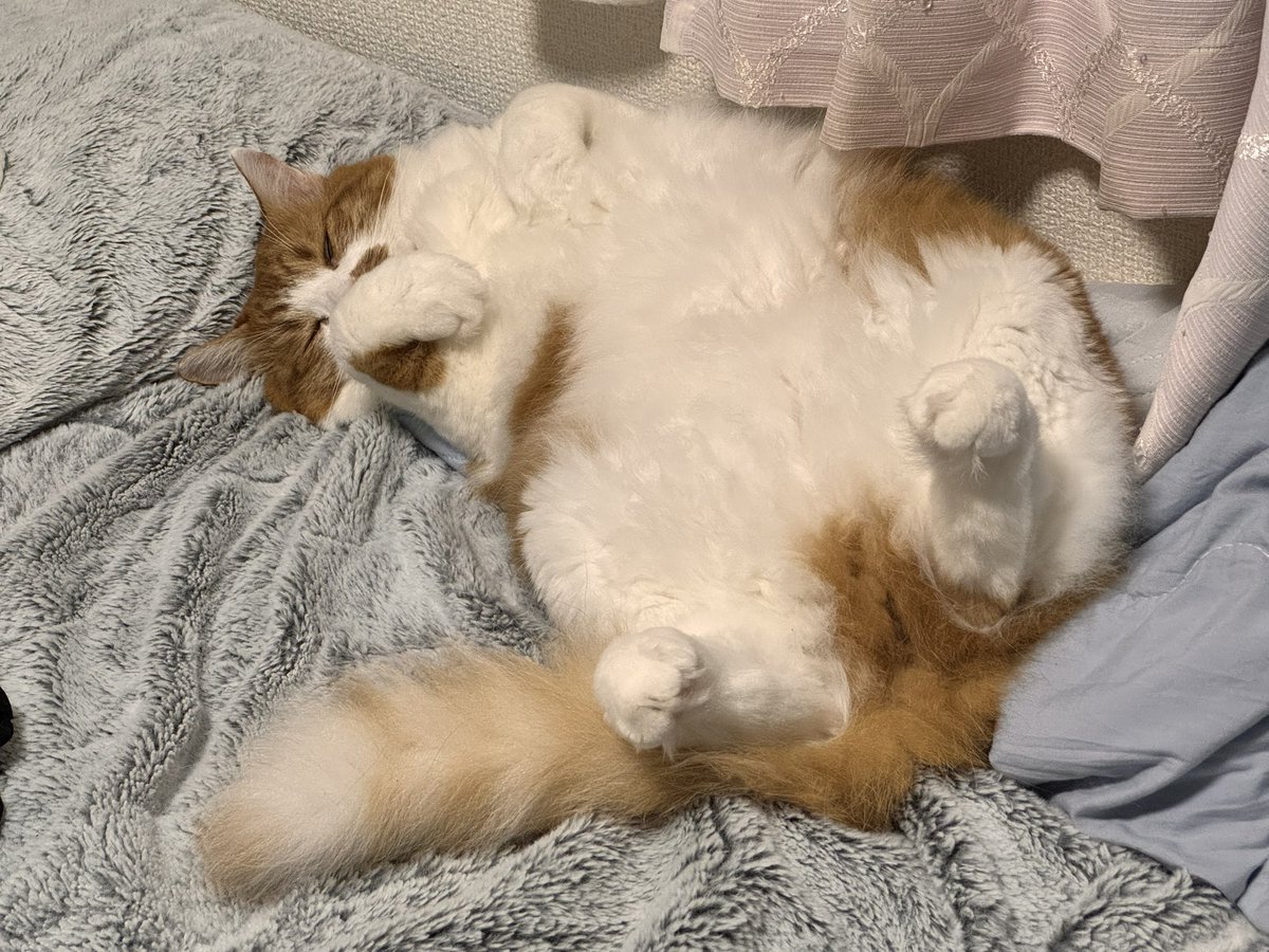 a_wism69's tweet photo. 爆睡猫 https://t.co/qXKYLpxaaq