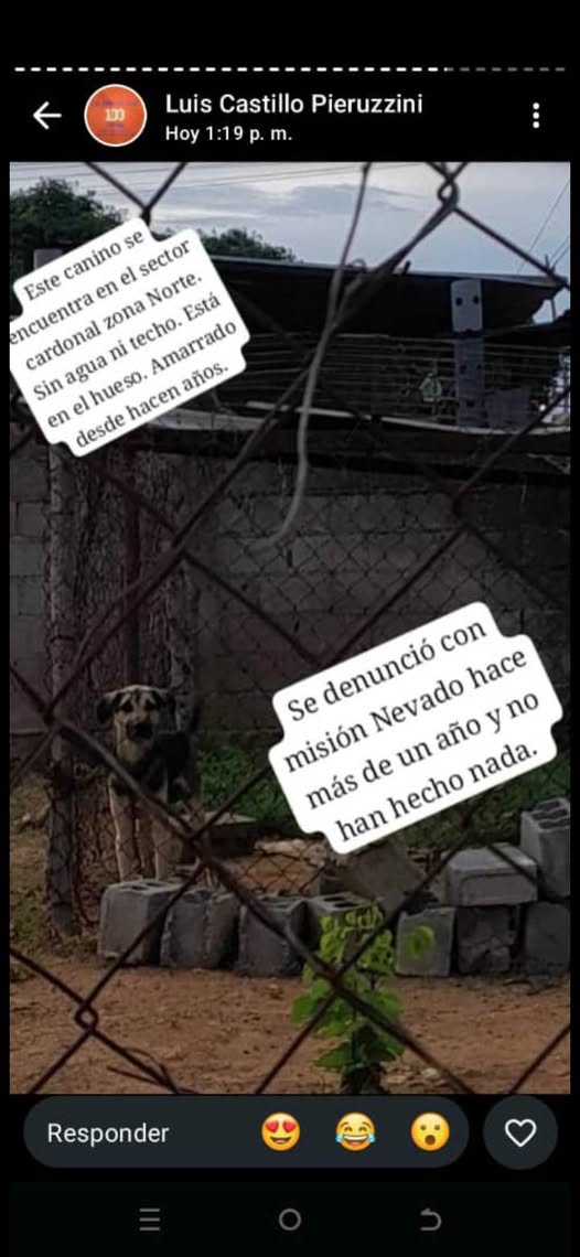 A64029345's tweet photo. Se le hace un llamado a Misión Nevado PROTECCIONISTA DE LA ZONA  VECINOS HUMANOS DENUNCIAR Y AYUDAR..  que por favor atienda este caso  supuestamente  tiene más de Un año DENUNCIADO y no le han dado atención https://t.co/2k95knmA9p