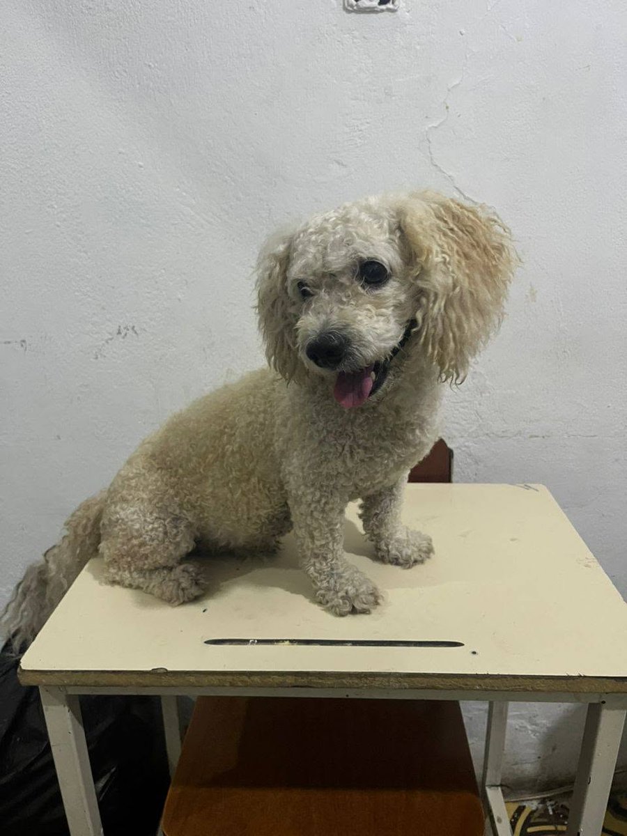 A64029345's tweet photo. A nosotros llegó este perrito el día 16/06/26 una sra me lo entrego pensando que era mi Tobby pero no es📷 por favor difundir para dar con sus dueños lo tengo en resguardo en mi casa 04128043081.📷📷 Caracas-los símbolos https://t.co/so23IPzfh8