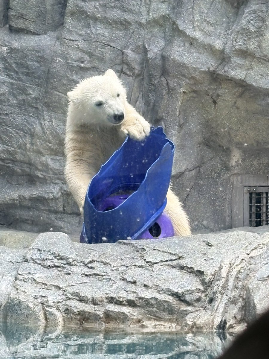 chocolatemidd's tweet photo. 初めまして！のモモ太はレベル高めのボール遊びに没頭中だった。
#男鹿水族館gao
#ホッキョクグマ https://t.co/LNCXMynsQh