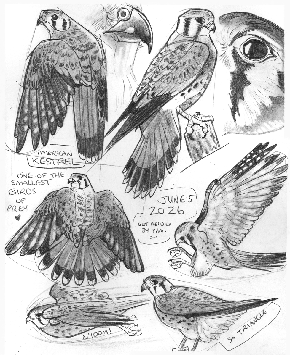 incaseyouart's tweet photo. Also some animal sketches from last week. Red fox page dedicated to Ryan Gosling, fellow southern Ontarian~ 

#animals #fox #traditionalart https://t.co/sEy7iwmgSb