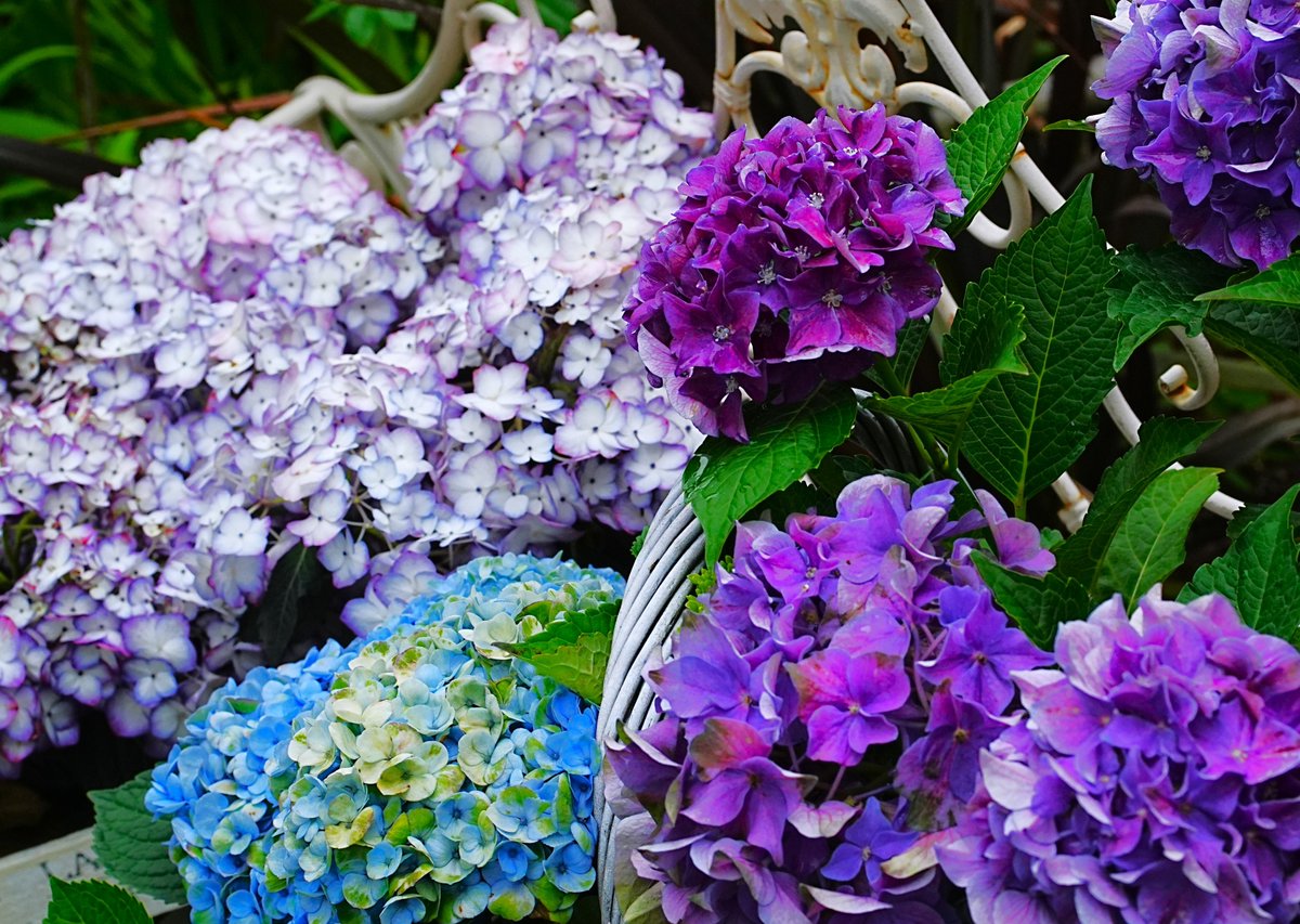 hiralyn's tweet photo. オールドレンズで紫陽花 ⑤    
#横浜イングリッシュガーデン 
#TLを花でいっぱいにしよう 
#オールドレンズ #ロシアンレンズ #ボルナ9 https://t.co/35QMeFhZSK