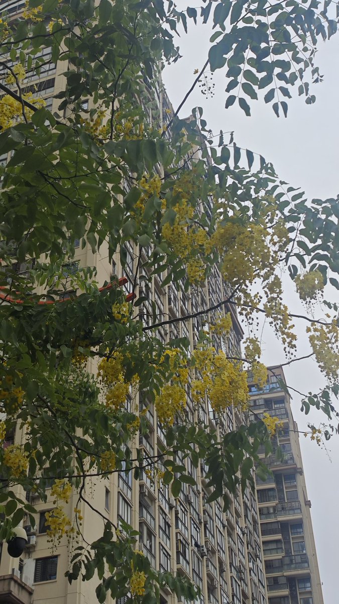 wangzji1's tweet photo. 泉州的街头，一年四季都不缺花   #泉州 https://t.co/K7Mz85JgMo