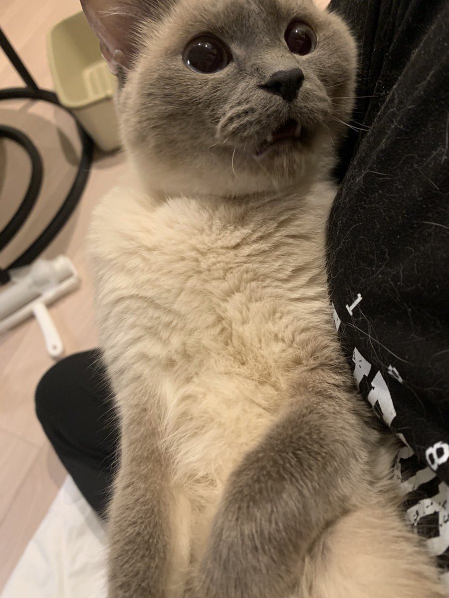 猫がいる生活