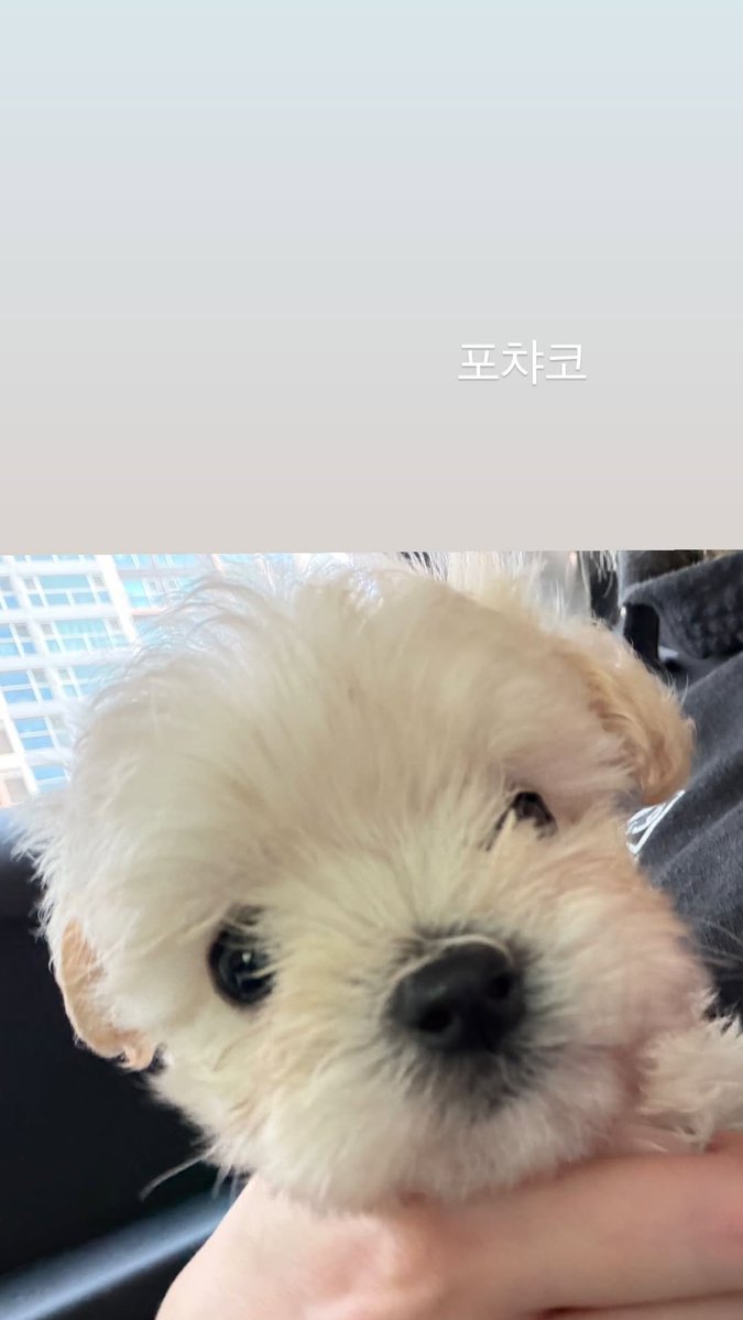 WINTER_THAILAND's tweet photo. [⭐️📸]  260618 INSTAGRAM STORY :
imwinter #ไอจีน้องหนาว ☃️❄️ 

“ นอนหลับ ”

“ มองไรอะ ”

“ ลองดมกลิ่นหอมของลูกหมาสิ! ”

“ Pochacco ”

#WINTER #윈터 #น้องหนาว
#aespa @aespa_official https://t.co/62Dk6zRn7Y
