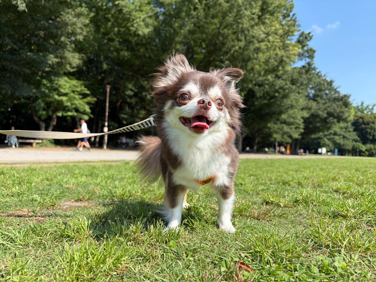 OkomeSora's tweet photo. #犬のいる暮らし #犬 #チワワ https://t.co/30ufmHGa9j