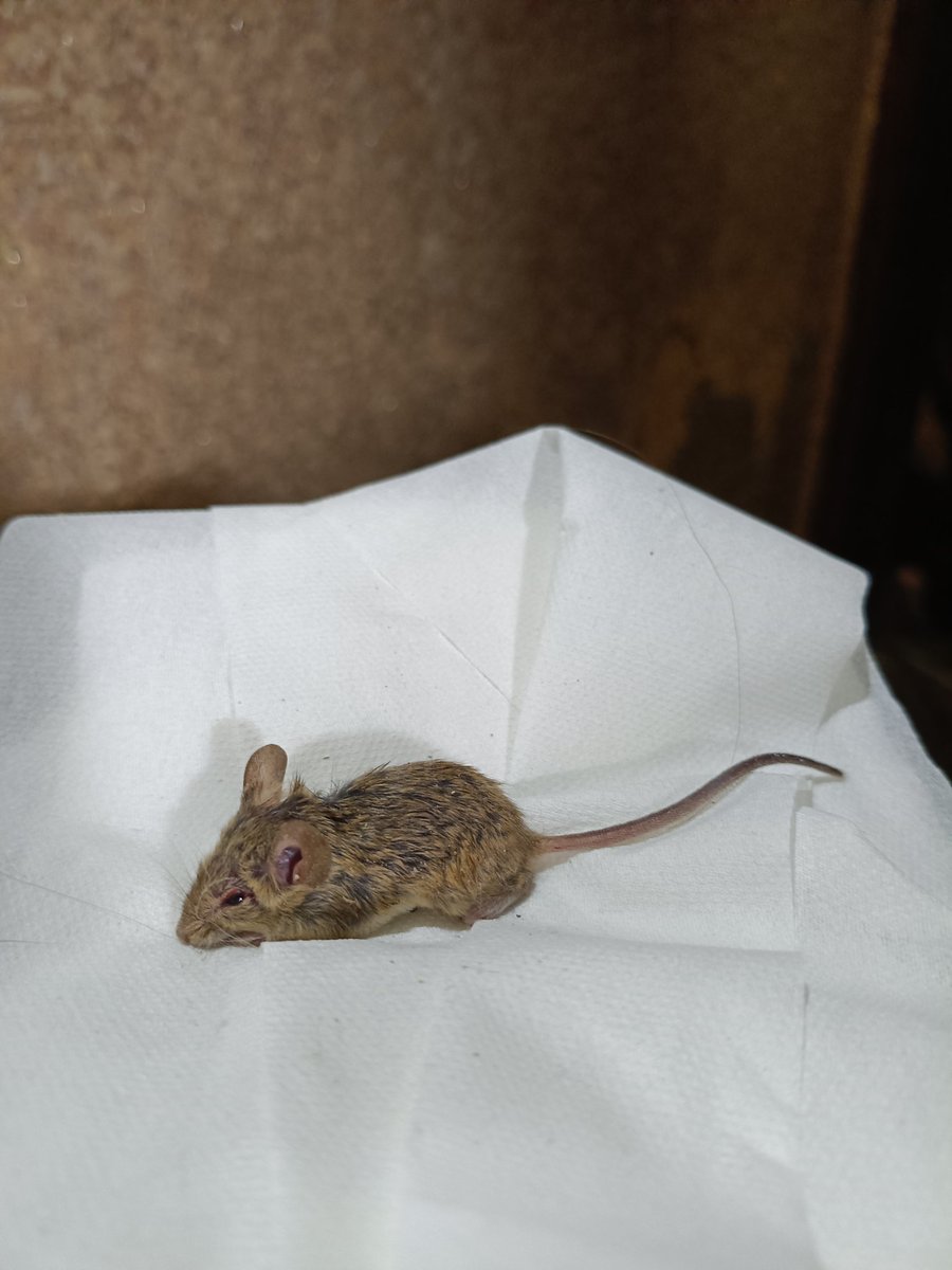 kinngyo517's tweet photo. うちの子がネズミを捕まえてきた…
多少怪我はしちゃったみたいやけど生きてたので体を動かしはじめたくらいで近くの公園にそっと置いてきた。
そしてうちの子を即捕まえてお風呂場直行。
鳥とネズミは勘弁して欲しい(´･ω･`) https://t.co/e5wQy75POX