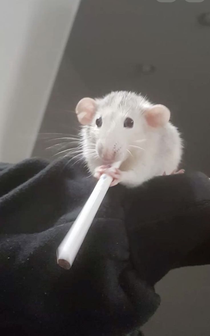RatWorldXxm's tweet photo. Am busy right now 😂 https://t.co/OVZE9J8MQz