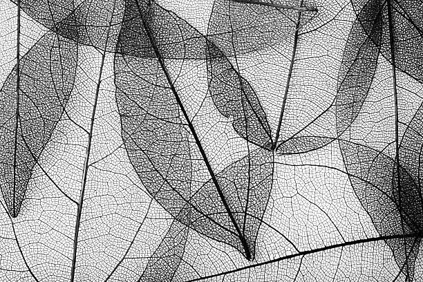 Alabama_So's tweet photo. Je divaguais, équilibriste de la nature,
funambule des nervures,
habitant l'instant fragile
où les feuilles disparaissent des feuilles https://t.co/dOMG95KYLL