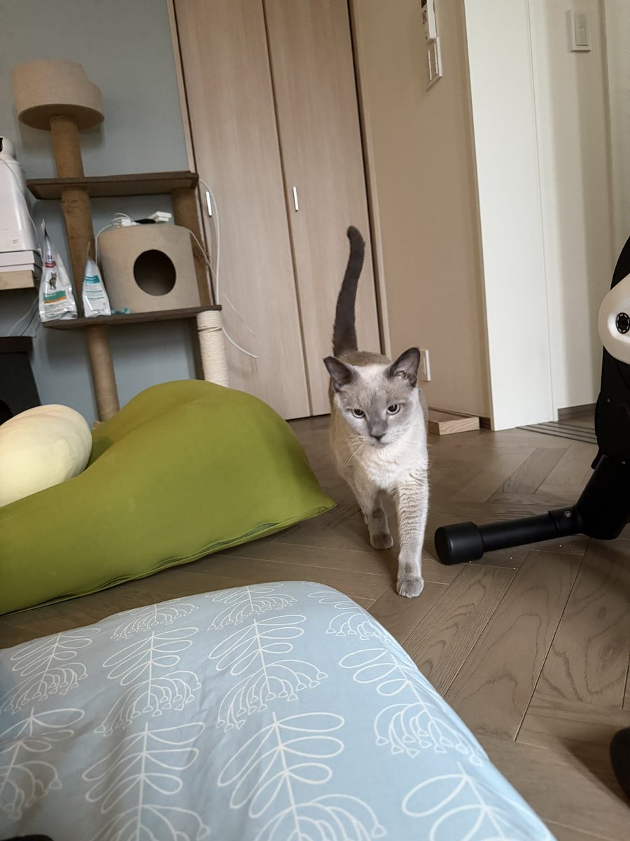 nukosama's tweet photo. しらすの寝床の真横でねてたら、
しっぽぴんで近寄ってきた！！
一週間ぶりのしっぽぴん！！！！！！ https://t.co/XiXDmHDr9c