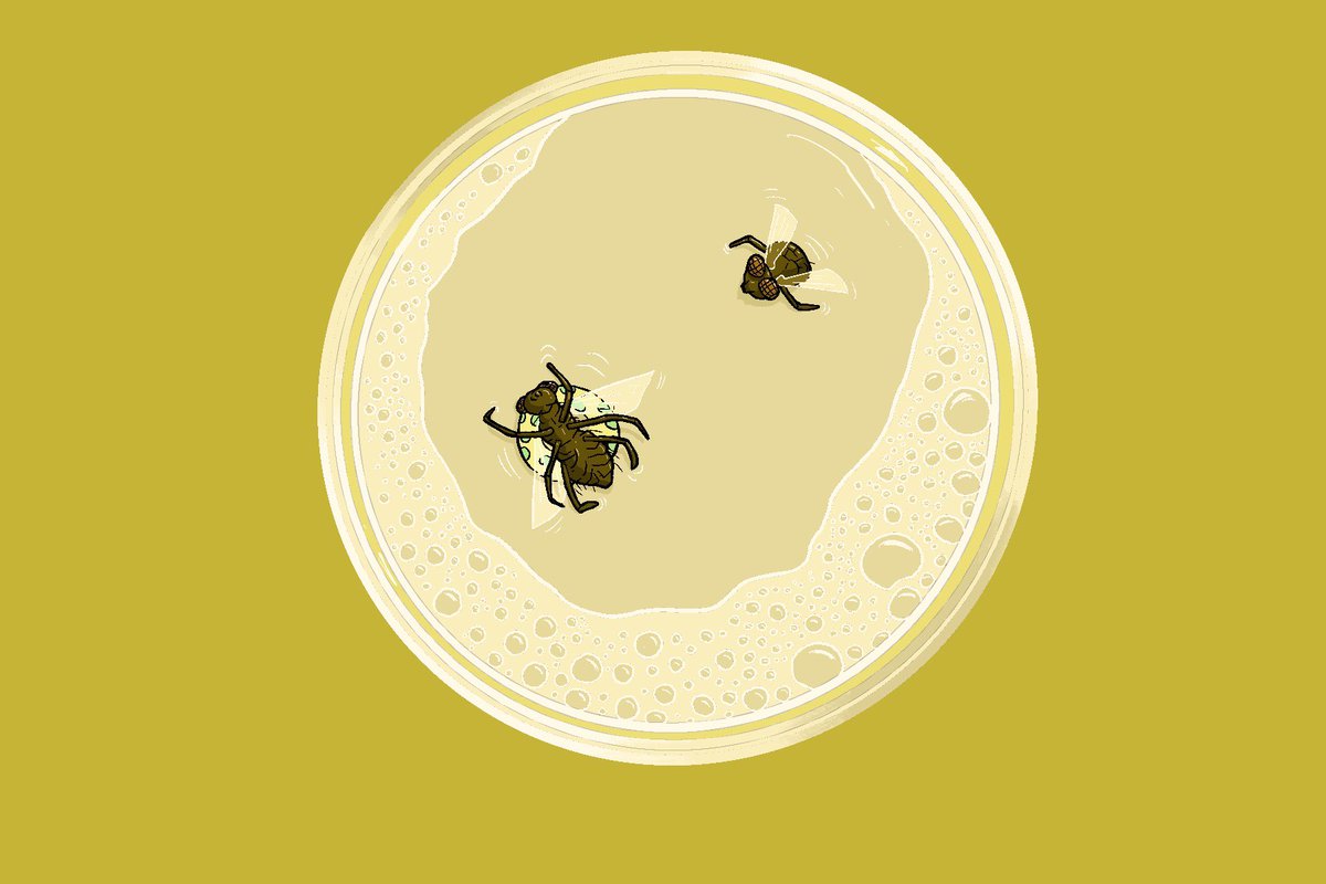BewareCheese's tweet photo. I have a story that goes with the odd #illustration of #bugs swimming in #lemonade, but you have to wait to read it.
#theall #comic #zine #drawing #yellow https://t.co/jelnyrOtUJ