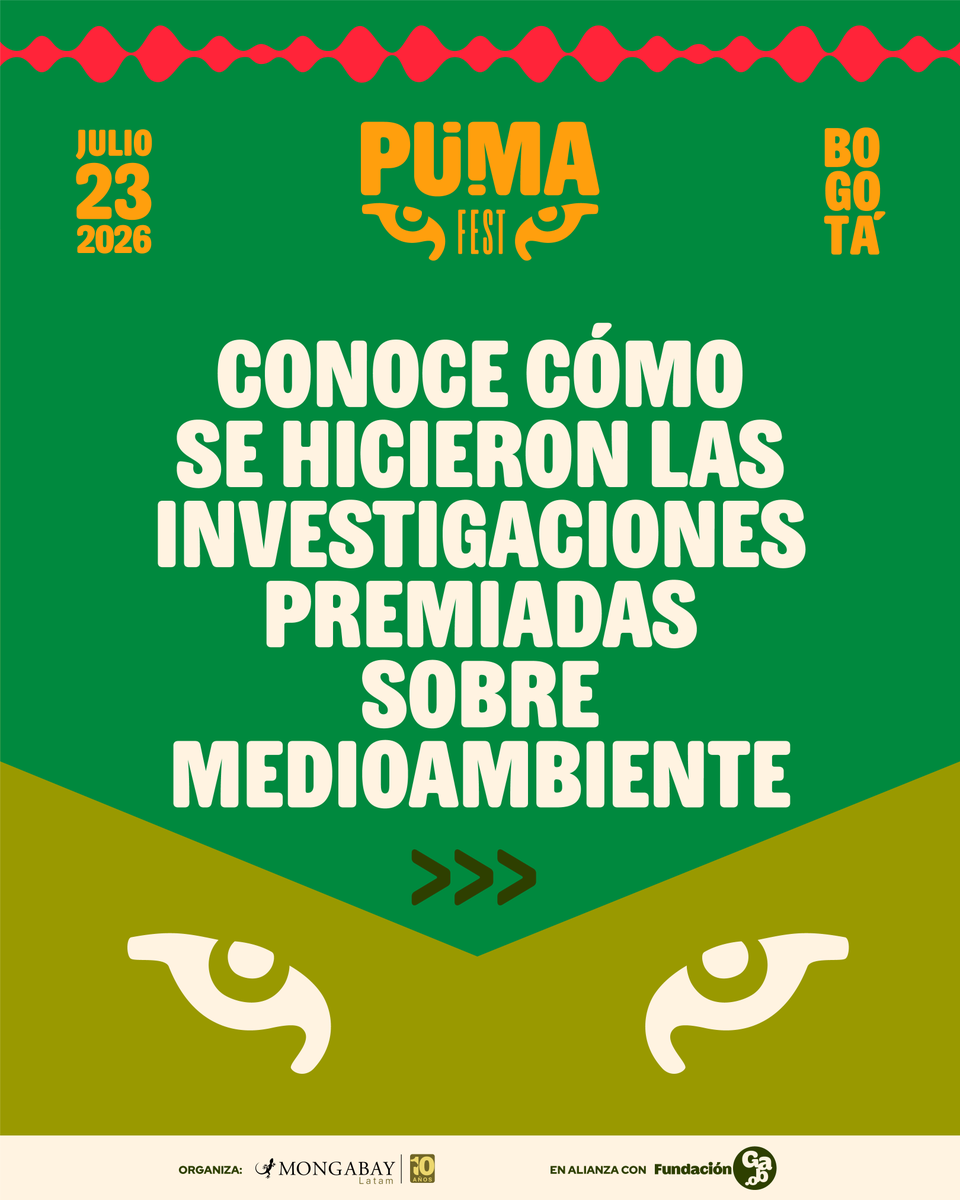 MongabayLatam's tweet photo. 🔎 Presentamos en este hilo las investigaciones premiadas sobre medioambiente que serán parte del #PumaFest: primer Festival Latinoamericano de Periodismo Ambiental. 🧵

🔗 Encuentra más información y regístrate gratis en https://t.co/HRFqDz6JXf https://t.co/j91Jwc2LMx