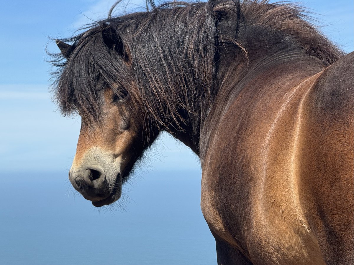 InfoCombeMartin's tweet photo. Ponies were first recorded in the Exmoor area in the Domesday Book 1086 #Exmoor #ponies #endangered #conservation #NorthDevon #NationalPark https://t.co/EJ3CSupEnj