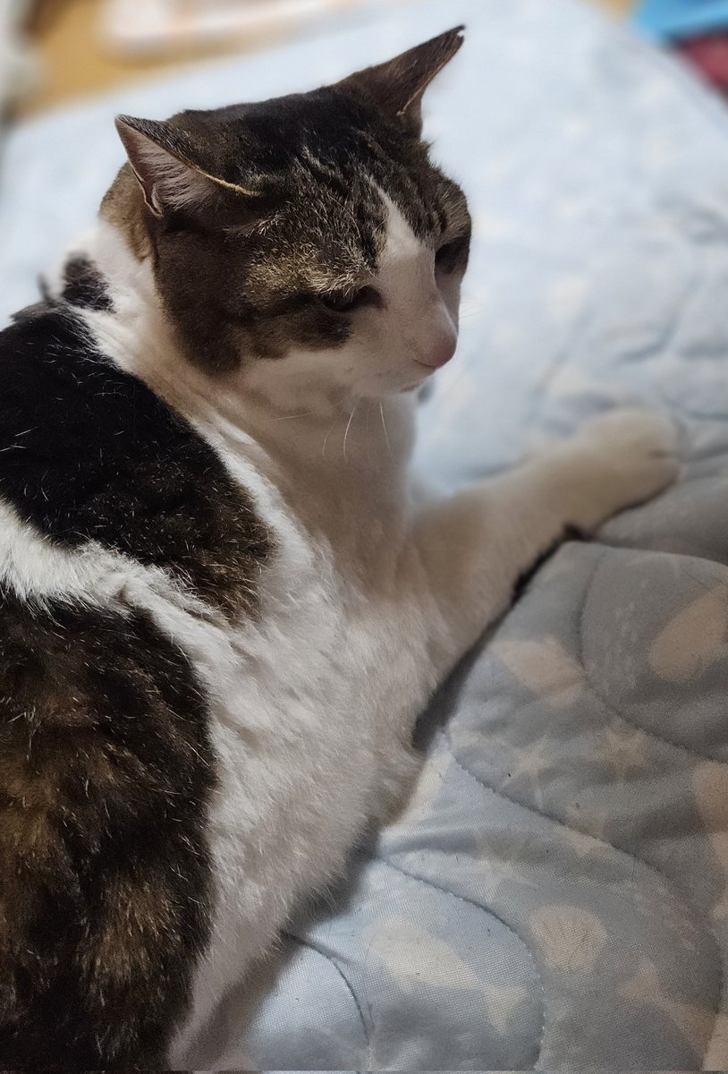 tora_chan5's tweet photo. おはよう☁️☀️😺❗
#猫好きさんと繋がりたい https://t.co/IkmcM4lxup