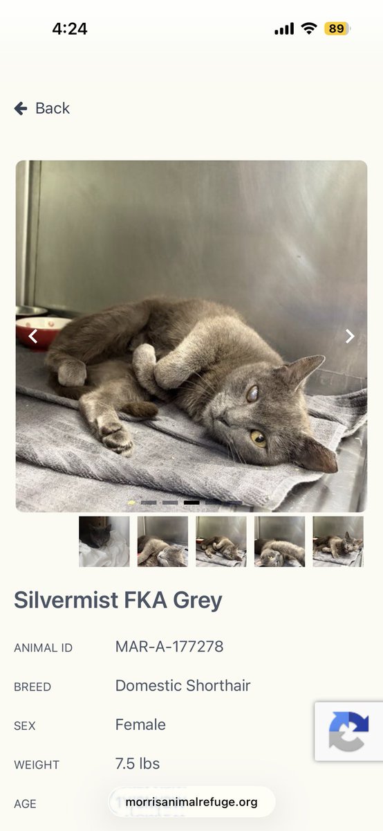 n_romer's tweet photo. @WalterBestBoy look at this baby who is Bonkys twin sister 💕(and available for adoption in Philly!) https://t.co/K4CYve1eMP