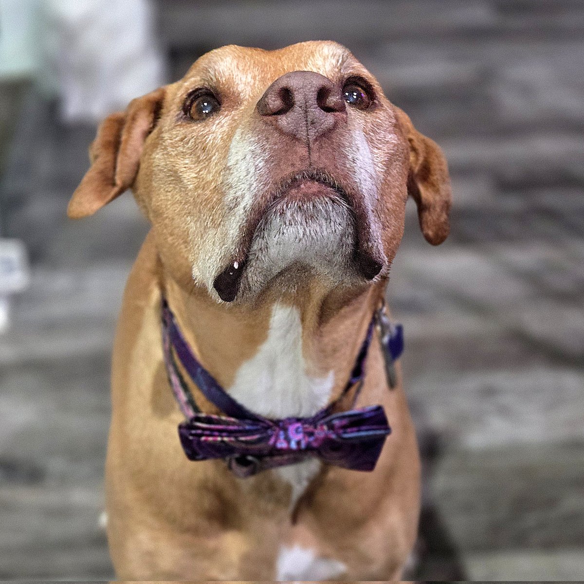 katenauthor's tweet photo. #DoggleADay is a dashing punk. Stealing hearts and treats for 13+ years. 💕🤣😂😆 https://t.co/LBlk67lSJ0