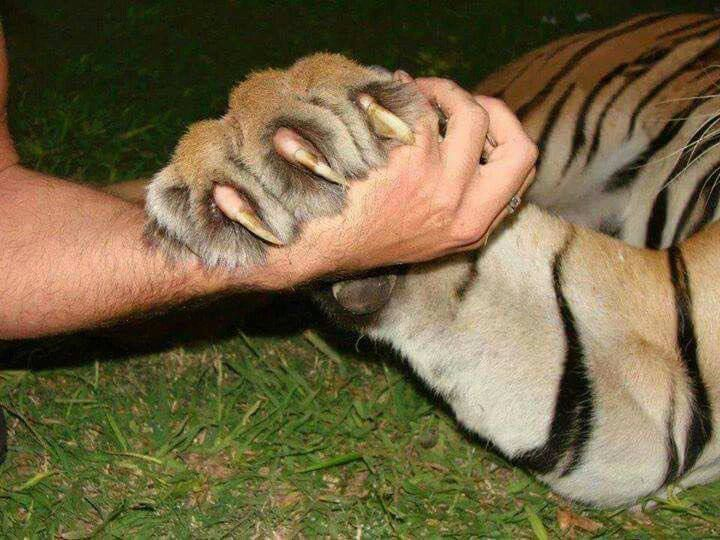 femyeager's tweet photo. Reiner's little claws, he's like a big cat https://t.co/8ZT4NQJTFS