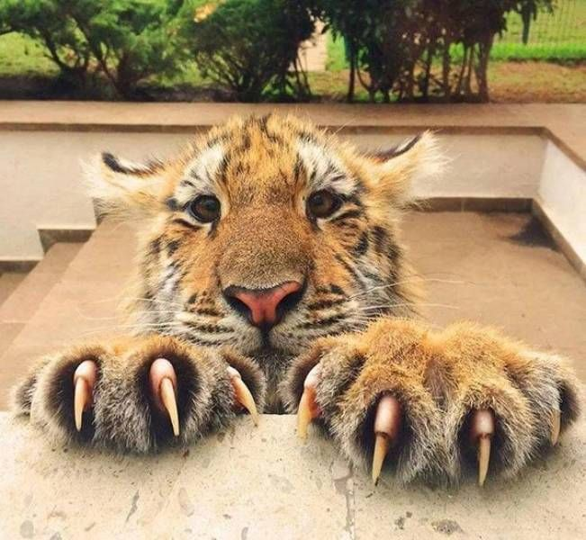 femyeager's tweet photo. Reiner's little claws, he's like a big cat https://t.co/8ZT4NQJTFS