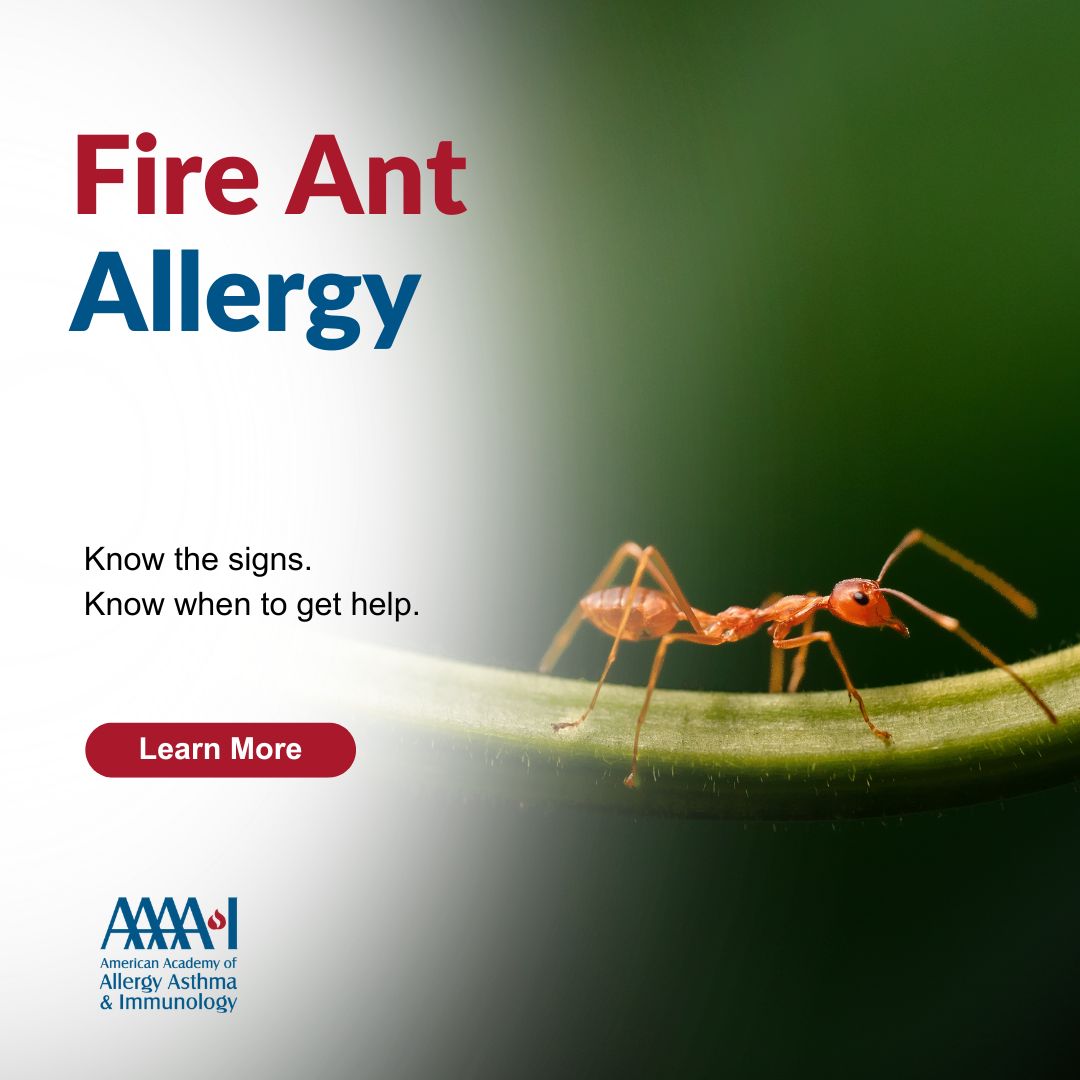 AAAAI_org's tweet photo. Fire ants attack with little warning and can sting multiple times. While most stings cause pain, redness and swelling, some people may experience a serious allergic reaction. Learn about symptoms, diagnosis and treatment of fire ant allergy: 
https://t.co/Auy7F6lXhY. https://t.co/hNyj6CyimG