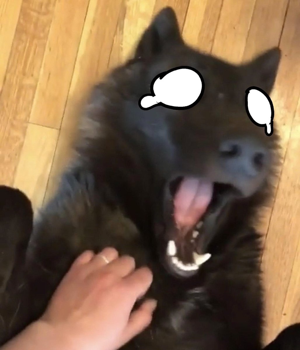 thecatidk's tweet photo. Silly wolf #art #animal #wolf https://t.co/naKZ1wDnPP
