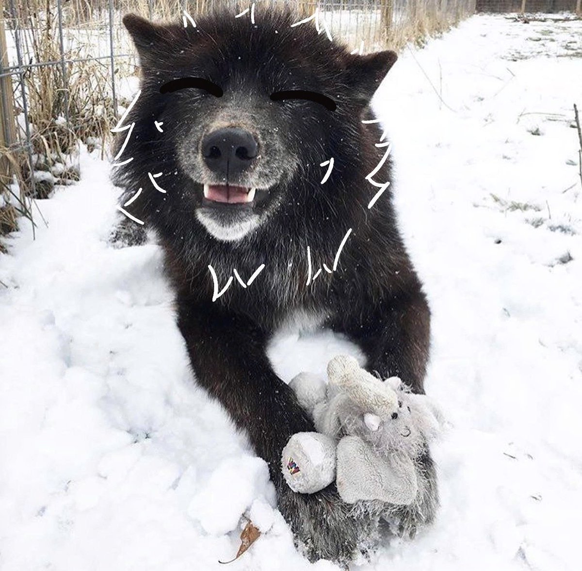 thecatidk's tweet photo. Silly wolf #art #animal #wolf https://t.co/naKZ1wDnPP
