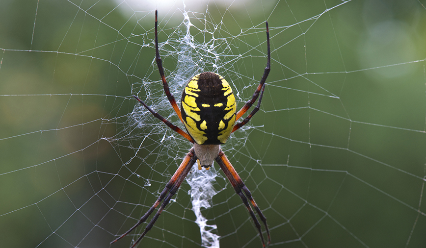giveashitnature's tweet photo. The big black and yellow spider in your garden looks like she's here to shank you and steal your man, but she's harmless.

Argiope aurantia, the black and yellow garden spider, is one of the most recognizable spiders in North America and one of the most useful things that can show up in a yard. She builds a large orb web, sometimes a foot or more across, with a distinctive zigzag band of silk through the center. 

She sits in the middle of it all day, eating grasshoppers, beetles, wasps, moths, and whatever else flies into range.

She's not venomous in any medically significant way. A bite, which she won't pursue, is comparable to a bee sting. She has no interest in you. She is interested in the insects eating your garden though.

The web looks dramatic because it is dramatic. It's an engineering structure she rebuilds or repairs every night. The zigzag, called a stabilimentum, may serve to make the web visible to birds so they don't fly through it and destroy it. She's thought of everything.

If she's built across a path you use, redirect the path for a few weeks. By October she'll be gone. The egg sac she leaves behind will hatch next spring and her daughters will set up in your garden again.