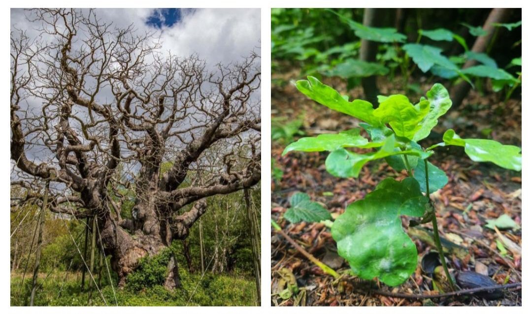 thewoodlander1's tweet photo. The major oak has died, as all things die. The spirit and strength is reborn. I've planted 1000s of oak, the legacy of Robin lives on, we will not surrender. We move forward towards a new day.
For our Land, our Freedom and our Future.
https://t.co/hi7heybE8v https://t.co/TzC7ZQuM7s