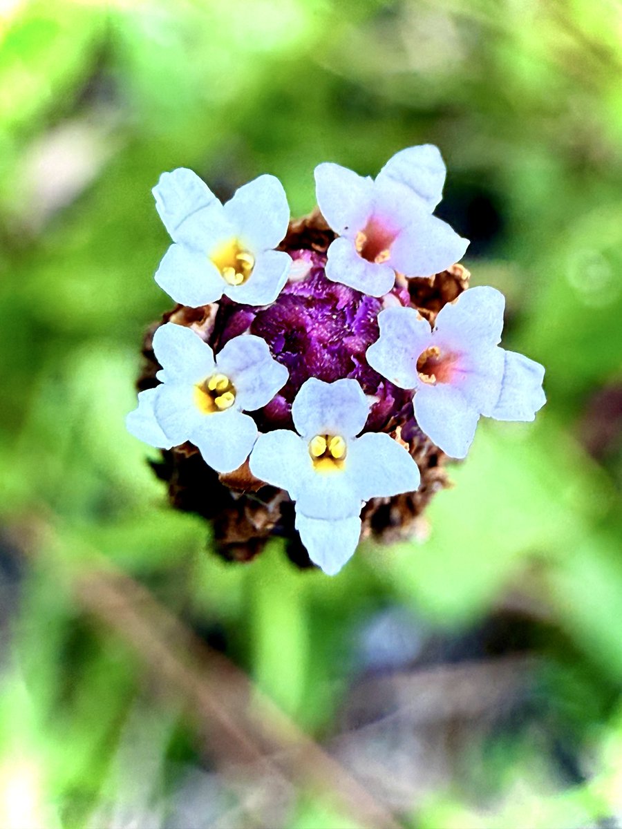 BokehBeetleBrew's tweet photo. Phyla nodiflora
#NaturePhotography #Photography #LookingForBugs #OutdoorPhotography #写真 https://t.co/gh3rUahnEW