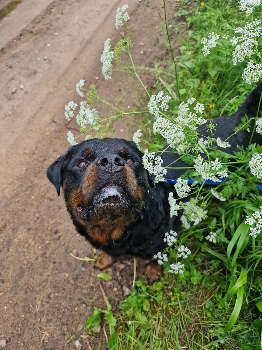 goldiijs's tweet photo. Man vienkārši ir jānopelna visa pasaules nauda, lai visi sunīši var dzīvot ar mani, bet kamēr es cenšos nopelnīt tik daudz naudas, lai nevienam sunītim nebūtu jādzīvo patversmē, ieskatieties šajā skaistulī un varbūt kāds saņemsies un dos mājas vienam fantastiskam sunim ❤️ https://t.co/sgaf28Wx5K