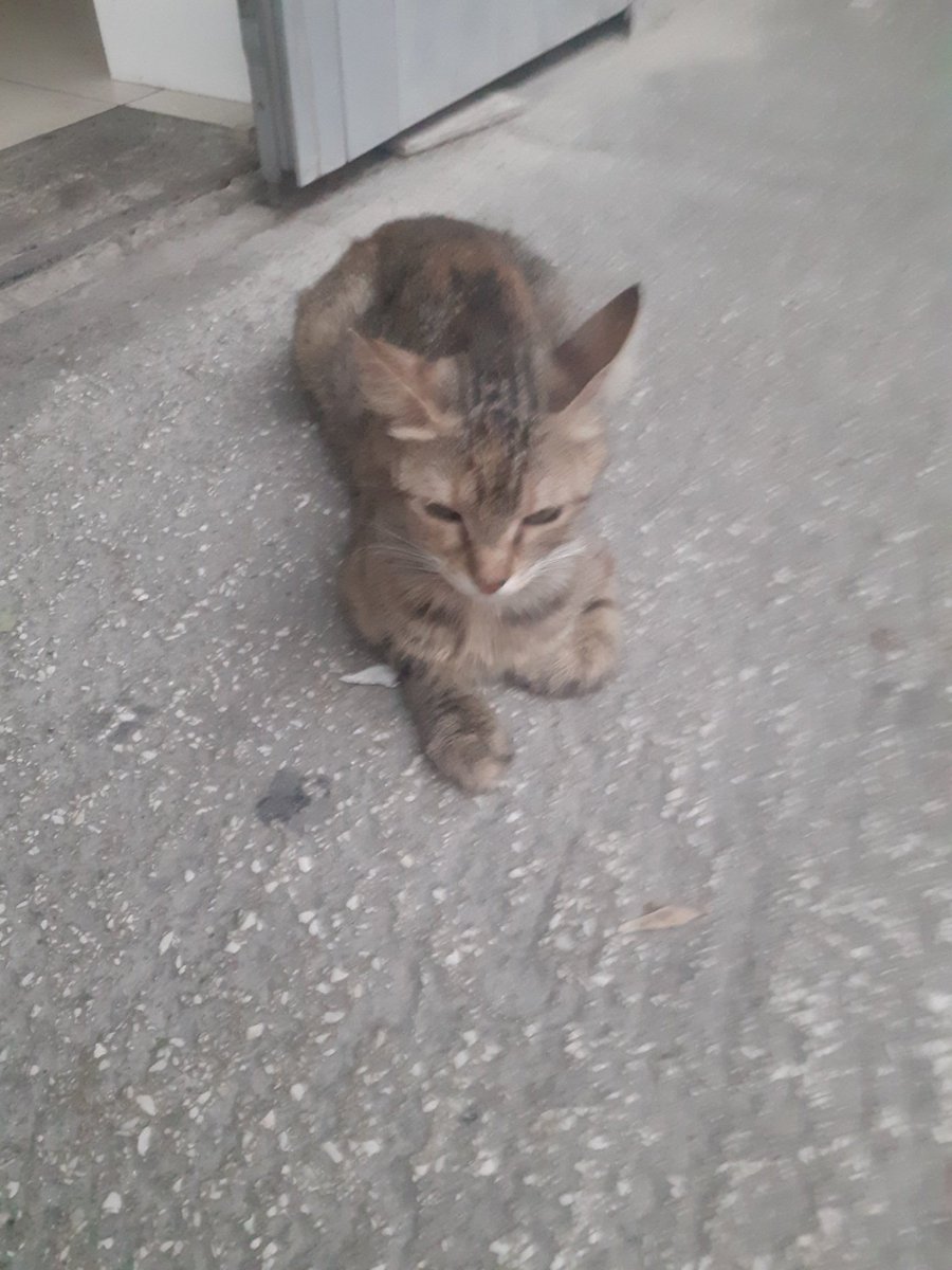 Asstiknat's tweet photo. Güvenlik durumu son derece yoğun https://t.co/HQbHiCNLAm